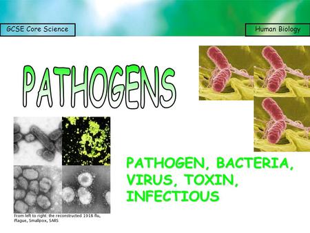 PATHOGENS PATHOGEN, BACTERIA, VIRUS, TOXIN, INFECTIOUS.