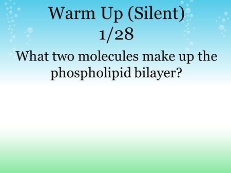 Warm Up (Silent) 1/28 What two molecules make up the phospholipid bilayer?