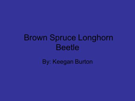 Brown Spruce Longhorn Beetle By: Keegan Burton. Description A brown Spruce Longhorn Beetle is a brown-black beetle, about 2.5 cm long full grown Ability.