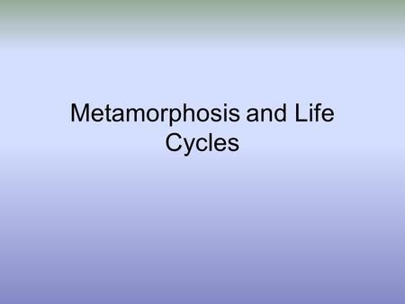 Metamorphosis and Life Cycles