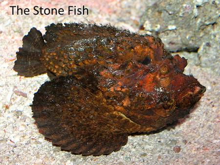 The Stone Fish. Description of Stone Fish The Stone Fish is brown and greenish in colour (which gives them camouflage) with many venomous spines along.