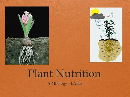 Plant Nutrition AP Biology - LAHS.