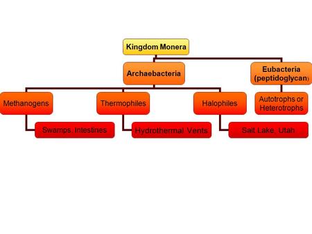 Kingdom Monera Archaebacteria Methanogens Swamps, Intestines Thermophiles Hydrothermal Vents Halophiles Salt Lake, Utah Eubacteria (peptidoglycan) Autotrophs.