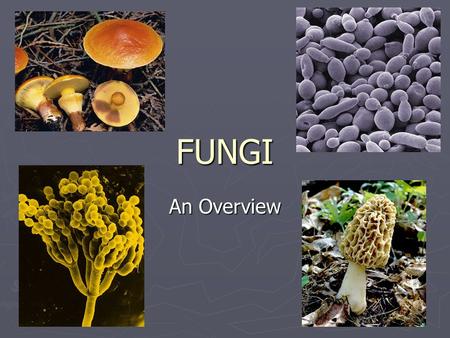 FUNGI An Overview.