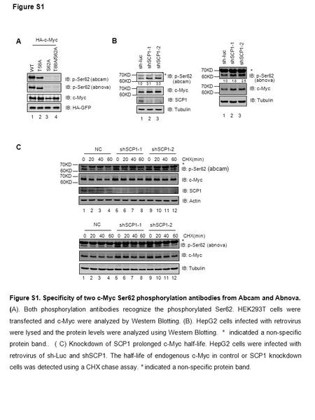 Sh-luc shSCP1-1 * IB: c-Myc IB: Tubulin shSCP1-2 IB: p-Ser62 1.0 1.8 2.5 60KD 70KD 60KD 70KD 1 2 3 (abnova) sh-luc shSCP1-1 * IB: c-Myc IB: Tubulin shSCP1-2.
