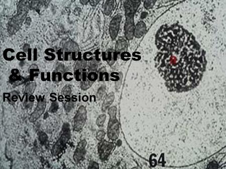 Cell Structures & Functions Review Session. Topic: Cell Theory Question: List the 2 of the 3 principles of the cell theory. Answer: 1.All organisms are.