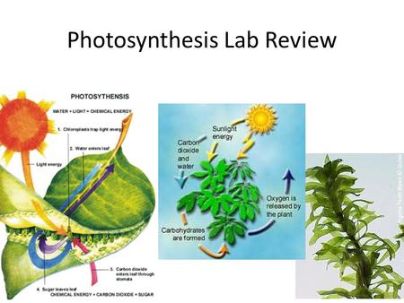 Photosynthesis Lab Review