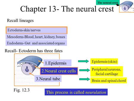 Chapter 13- The neural crest Ectoderm-skin/nerves Endoderm- Gut and associated organs Mesoderm-Blood, heart, kidney, bones Recall lineages Recall- Ectoderm.