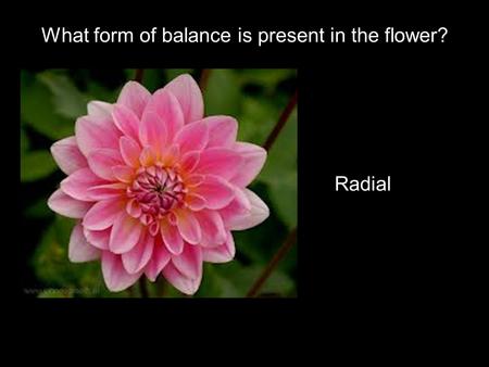 What form of balance is present in the flower? Radial.