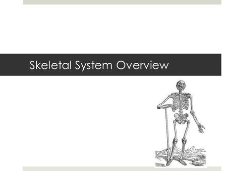 Skeletal System Overview. Bones are alive  These are dead bones  These are living bones.