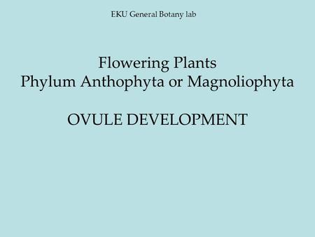 Flowering Plants Phylum Anthophyta or Magnoliophyta OVULE DEVELOPMENT EKU General Botany lab.