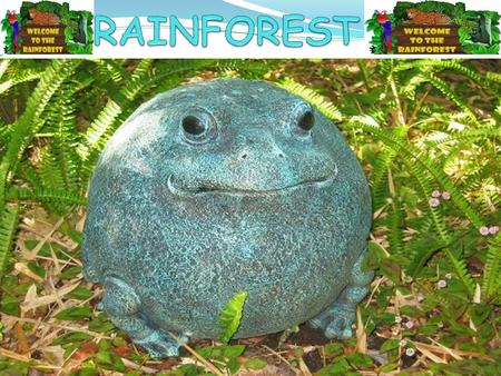 WHAT IS THE RAINFOREST? Tropical rainforests are forests with tall trees, warm climates, and lots of rain. In some rainforests it rains more than one.