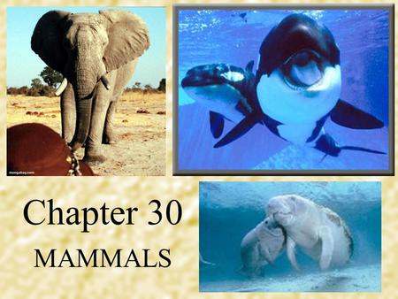 Chapter 30 MAMMALS. Existed for 200 million years Therapsids - features of both reptiles & mammals.