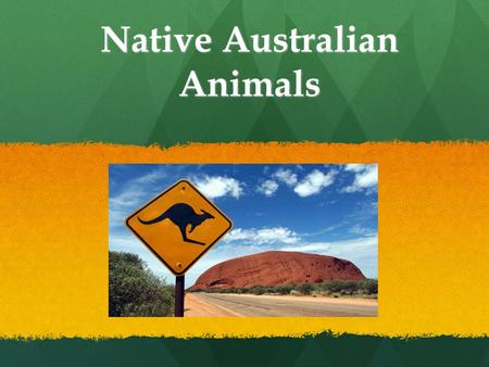 Native Australian Animals