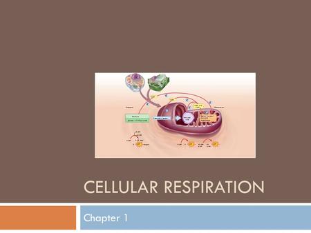 CELLULAR RESPIRATION Chapter 1 Electron transport chain and chemiosmosis Mitochondrion Citric acid cycle Preparatory reaction 232 ADP or 34 32 or 34 2.