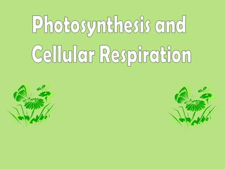 Definition: the process plants use to trap the sun’s energy and build carbohydrates called glucose. Happens in two phases: Light-dependent reactions and.