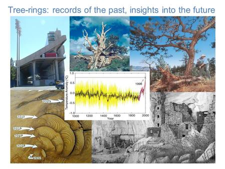 Tree-rings: records of the past, insights into the future