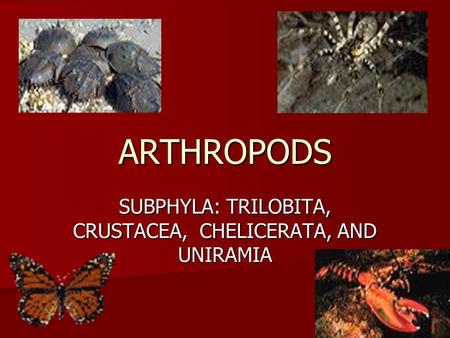 SUBPHYLA: TRILOBITA, CRUSTACEA, CHELICERATA, AND UNIRAMIA