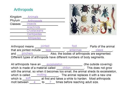 Arthropods Kingdom __________________________ Phylum ___________________________ Classes: ______________________ ______________________ Arthropod means.