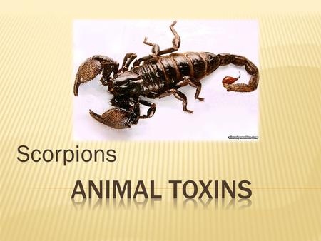 Scorpions AnIMal Toxins.