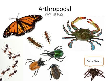 Arthropods! YAY BUGS Sorry, Gina…. Defining Characteristics Bilateral symmetry “Tube plan”/True digestives system/Protostomes Exoskeleton (from ectoderm)