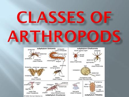 Classes of Arthropods.