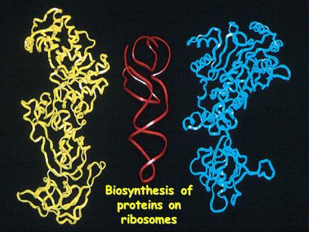 Biosynthesis of proteins on ribosomes. GENETIC CODE - sequence of mononucleotides in mRNA that specifies the sequence of amino acids in peptide chain.