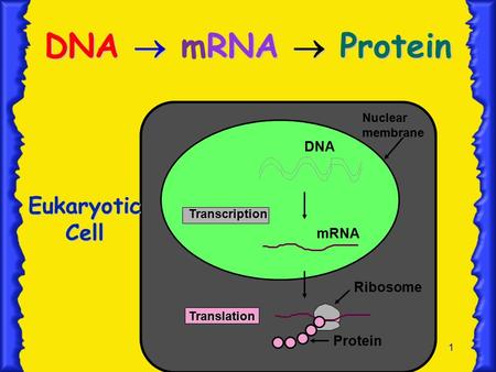 1 DNA  RNA  Protein DNA  mRNA  Protein Nuclear membrane Transcription Translation DNA mRNA Ribosome Protein Eukaryotic Cell.