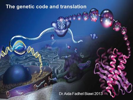 The genetic code and translation Dr.Aida Fadhel Biawi 2013.