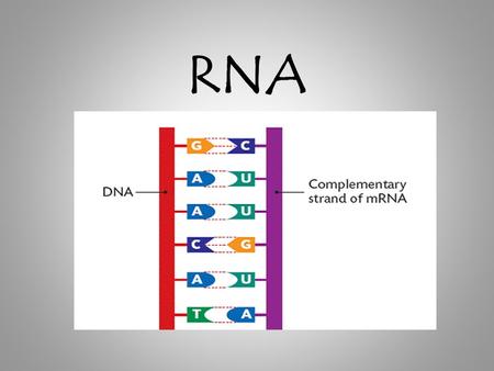 RNA.