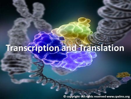 Transcription and Translation