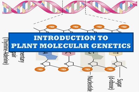 INTRODUCTION TO PLANT MOLECULAR GENETICS. Why young breeders must study genetics?