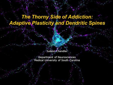 The Thorny Side of Addiction: Adaptive Plasticity and Dendritic Spines Judson Chandler Department of Neurosciences Medical University of South Carolina.