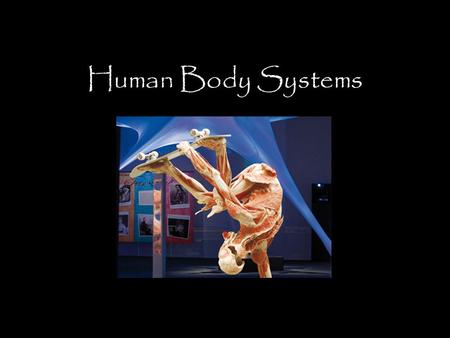 Human Body Systems. Levels of Organization Cells Tissues Organs Organ Systems.