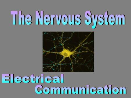 Main Function: This communication system controls and coordinates functions throughout the body and responds to internal and external stimuli. Our nervous.