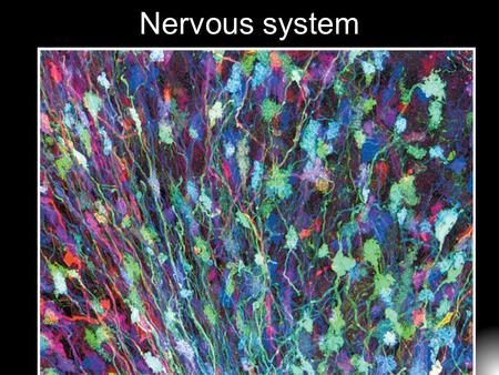 Nervous system.