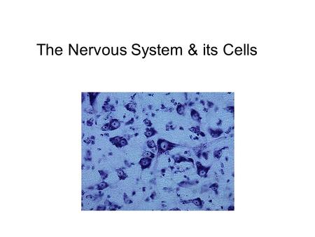 The Nervous System & its Cells. Central (inside skull & spine) Brain Spinal Cord Divisions of the Nervous System Peripheral (outside skull & spine) Nerves.