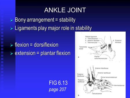 ANKLE JOINT Bony arrangement = stability