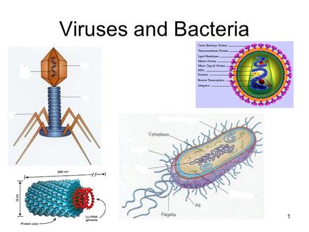 Viruses and Bacteria.