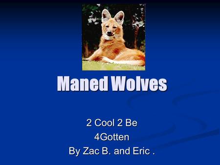 Maned Wolves 2 Cool 2 Be 4Gotten By Zac B. and Eric.