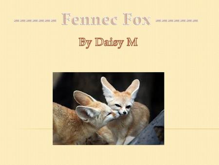 Fennec foxes are very cute animals. They are the smallest foxes in the world, but their large ears are 15 centimetres!!! Fennec foxes dwell in the sandy.