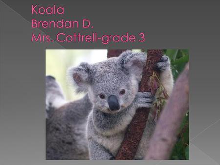  Cute and cuddly  The koala is not a bear  Koalas are brown & gray & white fur  They have big round nose  The koala is nocturnal  It has big ears.