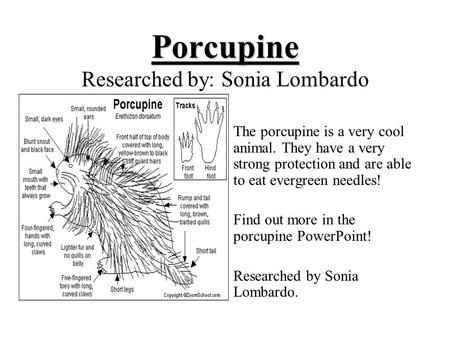 Porcupine Researched by: Sonia Lombardo