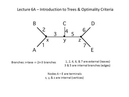 Lecture 6A – Introduction to Trees & Optimality Criteria Branches: n-taxa -> 2n-3 branches 1, 2, 4, 6, & 7 are external (leaves) 3 & 5 are internal branches.