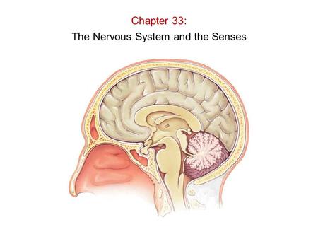 Chapter 33: The Nervous System and the Senses. Neurons: Specialized “excitable” cells that allow for communication throughout the body via electrical.