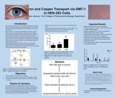 Iron and Copper Transport via DMT-1 in HEK-293 Cells Alex Jackson, York College of Pennsylvania Biology Department Introduction Neurodegenerative diseases.