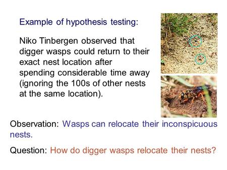 Observation: Wasps can relocate their inconspicuous nests. Question: How do digger wasps relocate their nests? Example of hypothesis testing: Niko Tinbergen.