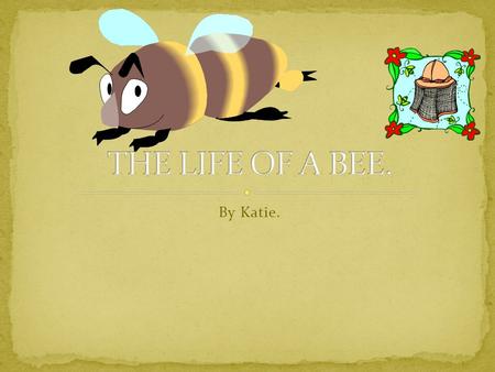 By Katie.. In the summer I live for about 6weeks. The black and yellow stripes on my back are to warn animals and humans like you that I can hurt you.