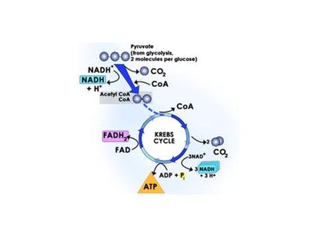 hill.com/sites/0072507470/student_view0/cha pter25/animation__how_the_krebs_cycle_wor ks__quiz_1_.html