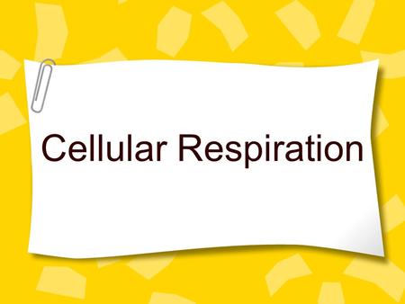 Cellular Respiration What is Cellular Respiration? Respiration is the process by which cells obtain energy from glucose. Cells break down simple food.